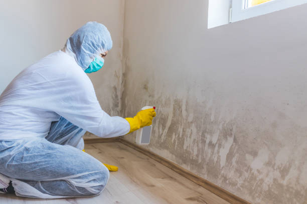 Licensed Mold Testing service in Oakland, MD - WQB Mold Removal