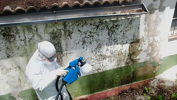 Top rated local Mold Testing specialists in Oakland, MD